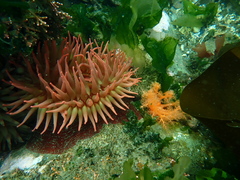 Urticina piscivora