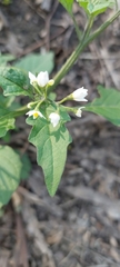 Solanum chenopodioides