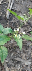 Solanum chenopodioides