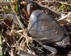 Potamonautes warreni