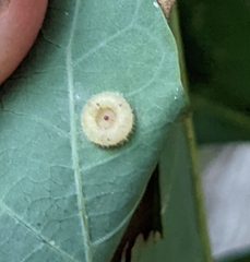 Neuroterus umbilicatus