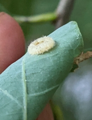 Neuroterus umbilicatus