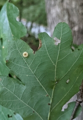 Neuroterus umbilicatus