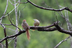 Sphenoeacus afer natalensis