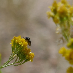 Acmaeodera gibbula