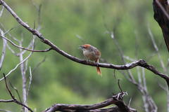 Sphenoeacus afer natalensis