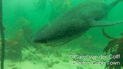 Notorynchus cepedianus