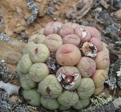 Conophytum truncatum