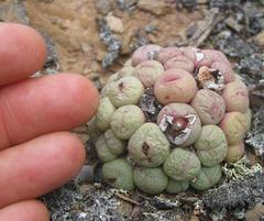 Conophytum truncatum