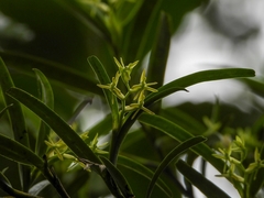 Epidendrum ramosum