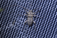 Hyperplatys californicus