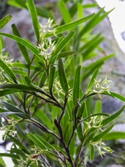 Epidendrum ramosum
