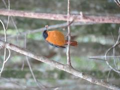 Cossypha dichroa dichroa