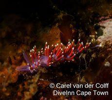 Paraflabellina funeka