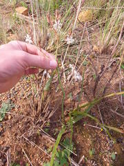 Trachyandra muricata