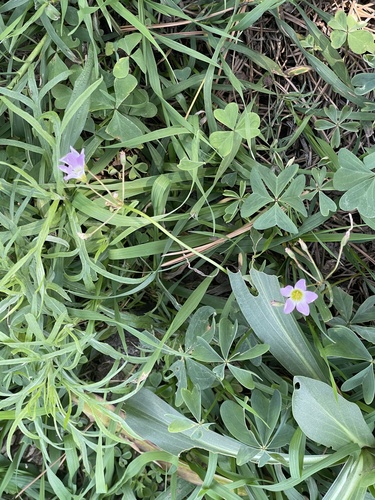 Blue woodsorrel (Oxalis caerulea)