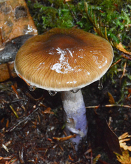 Cortinarius seidliae