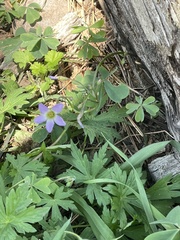 Oxalis caerulea