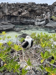 Fregata minor ridgwayi