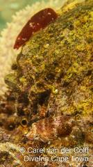 Apletodon pellegrini