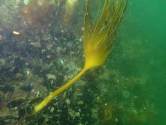 Laminaria pallida