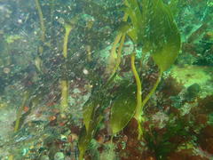 Laminaria pallida