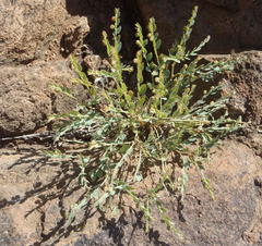 Phyllanthus parvulus parvulus