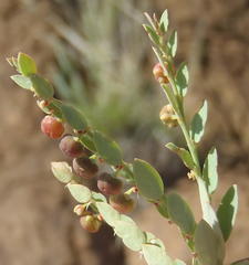 Phyllanthus parvulus parvulus