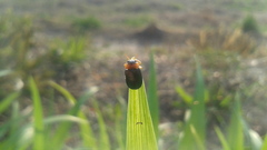 Smaragdina semiaurantiaca
