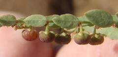 Phyllanthus parvulus parvulus