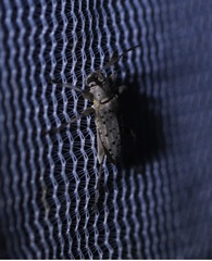 Hyperplatys californicus