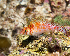 Cirrhitichthys falco