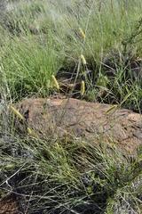 Setaria sphacelata torta