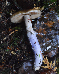 Cortinarius seidliae