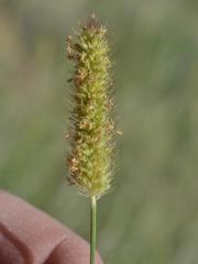 Setaria sphacelata torta