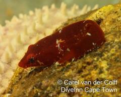 Apletodon pellegrini