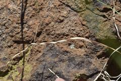 Setaria sphacelata torta