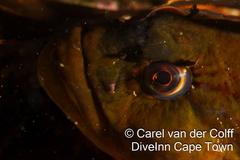 Clinus superciliosus