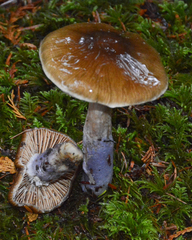 Cortinarius seidliae