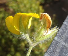 Argyrolobium pauciflorum