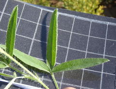 Argyrolobium pauciflorum