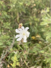Silene noctiflora