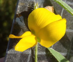 Argyrolobium pauciflorum