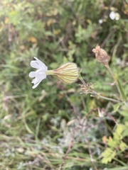 Silene noctiflora