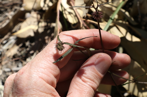 Image of Opercularia diphylla by (c) Greg Tasney, some rights reserved (CC BY-SA)