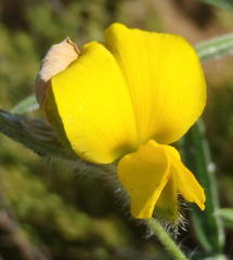 Argyrolobium pauciflorum