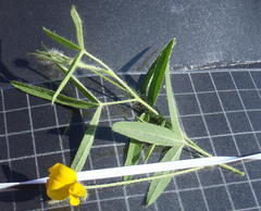 Argyrolobium pauciflorum