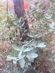 Eucalyptus miniata