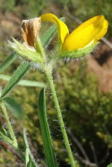 Argyrolobium pauciflorum