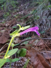 Scutellaria dumetorum